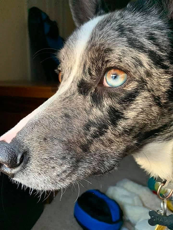 Charlie joined the competition — help win amazing prizes! border_collie, canidae, carnivore, dog, dog_breed, ear, eye, fur, koolie, lurcher, mammal, nose, rare_breed_dog, scottish_deerhound, snout, sporting_group, vertebrate, whiskers
