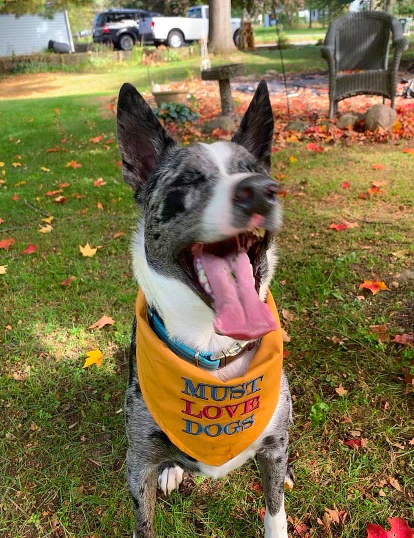 Charlie joined the competition — help win amazing prizes! australian_cattle_dog, canidae, carnivore, dog, dog_breed, koolie, mammal, texas_heeler, vertebrate, working_dog