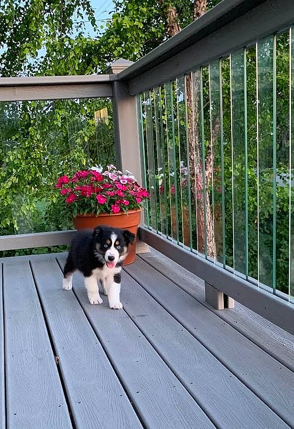 Clara is registered to the contest to win money with this photo: canidae, carnivore, cavachon, cavalier_king_charles_spaniel, companion_dog, deck, dog, dog_breed, fence, flower, home, house, king_charles_spaniel, outdoor_structure, plant, porch, puppy, sporting_group, window