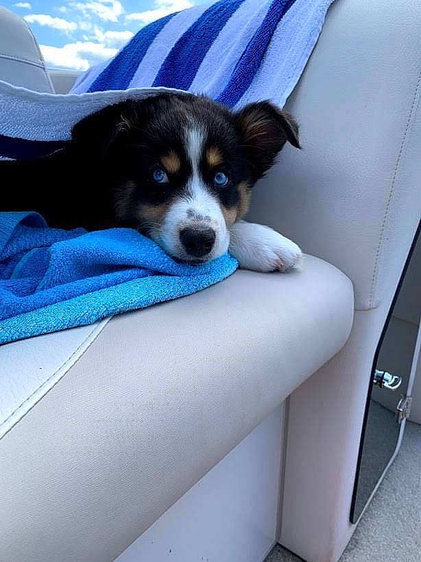 Clara joined the competition — help win amazing prizes! canidae, carnivore, companion_dog, dog, dog_breed, mammal, puppy, rat_terrier, sporting_group