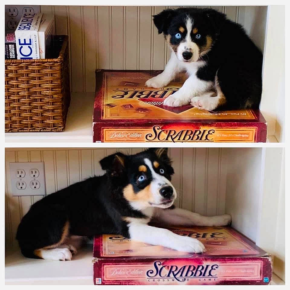 Clara is registered to the contest to win money with this photo: australian_shepherd, bernese_mountain_dog, border_collie, canidae, carnivore, companion_dog, dog, dog_breed, herding_dog, mammal, miniature_australian_shepherd, puppy, siberian_husky, vertebrate, working_dog