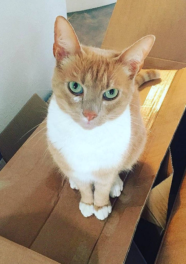 Mino participe au concours pour gagner de l'argent avec cette photo : carnivore, cat, couch, domestic_short_haired_cat, eye, fawn, felidae, flooring, fur, furniture, hardwood, head, paw, pet_supply, small_to_medium_sized_cats, snout, tail, whiskers, window, wood