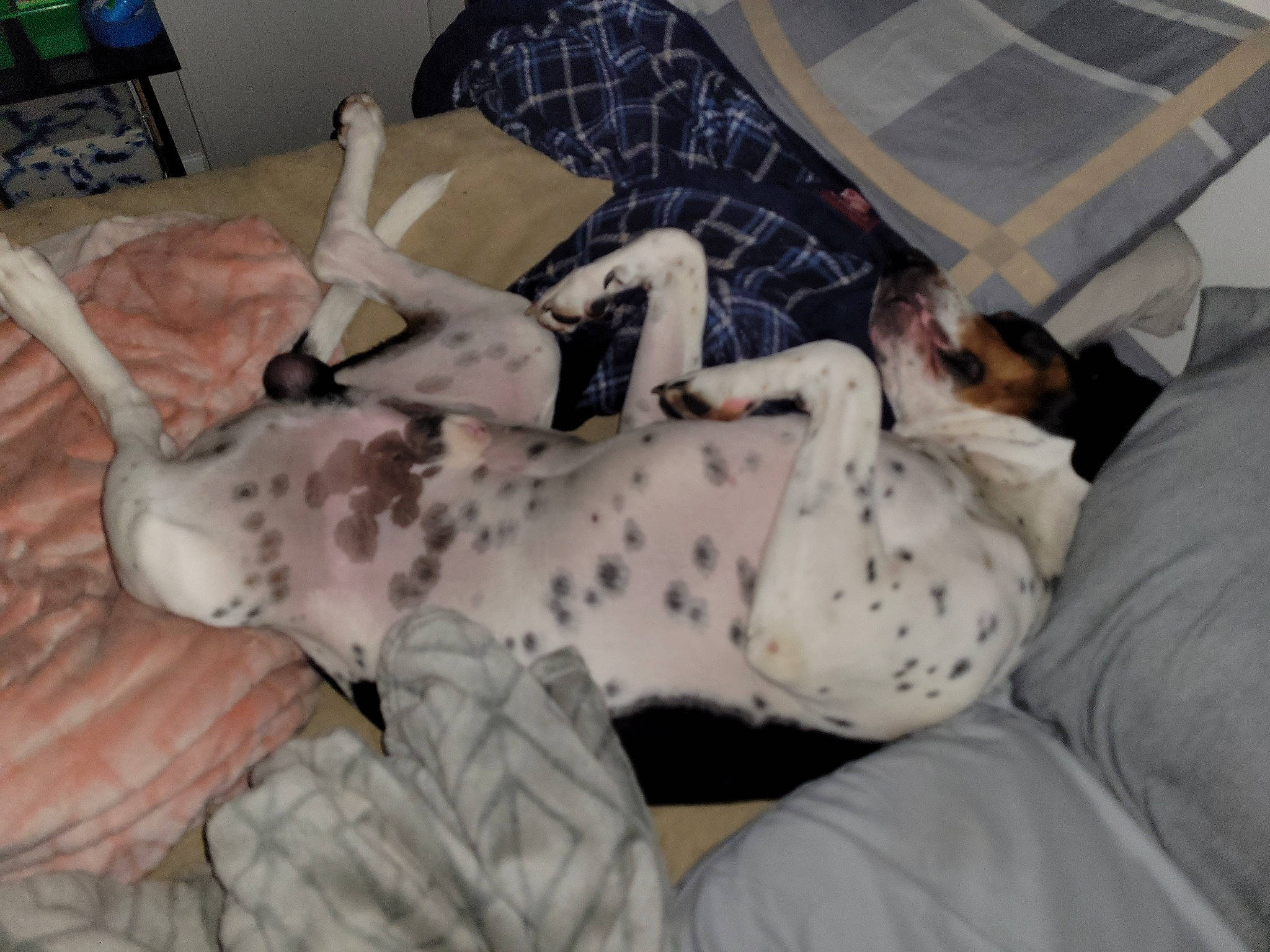 Hank joined the competition — help win amazing prizes! bed, bedding, canidae, carnivore, comfort, companion_dog, couch, dog, dog_breed, dog_supply, duvet, fawn, felidae, fur, linens, mammal, pillow, room, small_to_medium_sized_cats, sporting_group