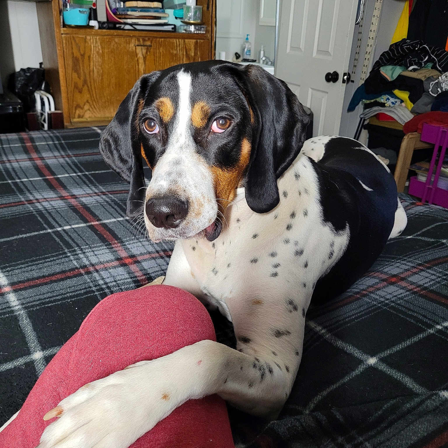 Hank