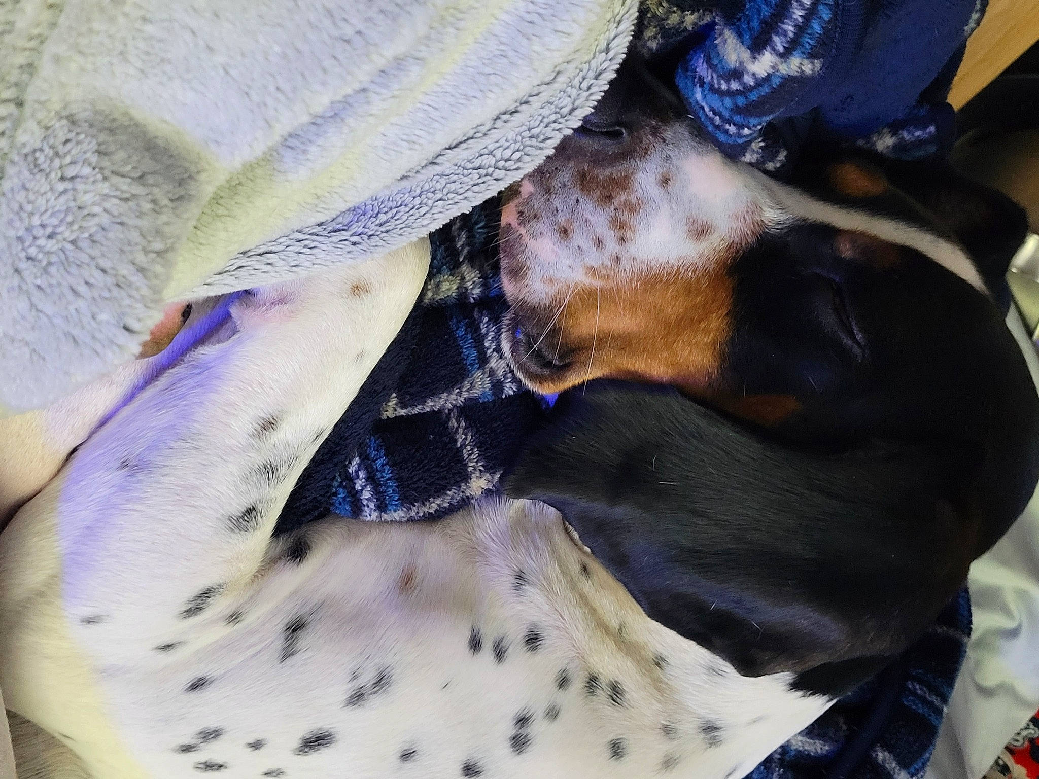 Hank is registered to the contest to win money with this photo: carnivore, collar, comfort, companion_dog, dog, dog_breed, dress_shirt, electric_blue, fawn, formal_wear, fur, hat, linens, liver, pattern, sleeve, sporting_group, tartan, textile, working_animal