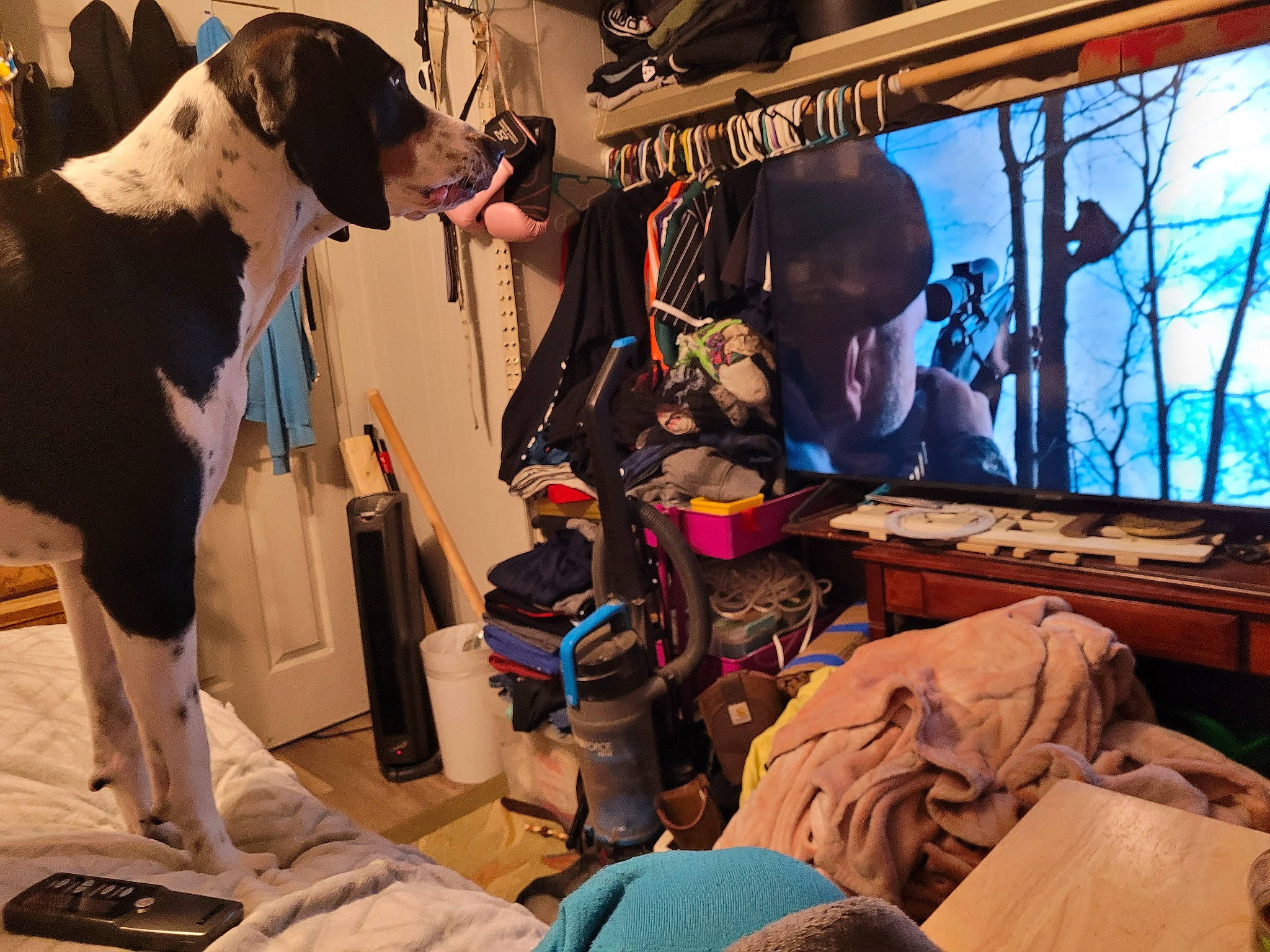 Hank joined the competition — help win amazing prizes! backpack, bag, box, collar, companion_dog, display_device, dog, dog_breed, fawn, fun, fur, gadget, guard_dog, hat, luggage_and_bags, personal_protective_equipment, room, television, television_set, working_animal