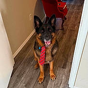 Morti joined the competition — help win amazing prizes! dog, german_shepherd, tie, indoor, hallway, wooden_floor, red_chair, plush_toy, octopus, pet, animal, flooring, fur, ears, looking_up, happy, playful, home, decor, smiling