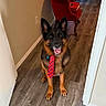 dog, german_shepherd, tie, indoor, hallway, wooden_floor, red_chair, plush_toy, octopus, pet, animal, flooring, fur, ears, looking_up, happy, playful, home, decor, smiling