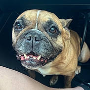 Reece is registered to the contest to win money with this photo: dog, french_bulldog, pet, car_interior, floor, smiling, canine, brown_dog, short_hair, domestic_animal, paw, human_leg, footwear, happy, looking_up, companion, leash, close_up, cute, animal