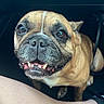 dog, french_bulldog, pet, car_interior, floor, smiling, canine, brown_dog, short_hair, domestic_animal, paw, human_leg, footwear, happy, looking_up, companion, leash, close_up, cute, animal