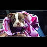 puppy, dog, blanket, pink, car_interior, lap, brown_and_white, cute, pet, animal, cozy, young_dog, indoor, seat, textile, patterned_blanket, looking, snug, small, companion