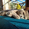 animal, cat, closeup, cozy, daylight, ears, feline, fur, home, indoor, pet, relaxed, resting, shadow, sleeping, sunlight, teal_couch, whiskers, window, wooden_frame