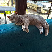 Venus a rejoint le concours — aidez-le/la à gagner de superbes lots ! animal, backrest, car, cat, chair, couch, curious, daylight, domestic_animal, furniture, gray_cat, home, indoor, leisure, outdoor, pet, relaxed, sunlight, table, window