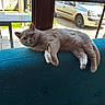 animal, backrest, car, cat, chair, couch, curious, daylight, domestic_animal, furniture, gray_cat, home, indoor, leisure, outdoor, pet, relaxed, sunlight, table, window