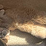 Venus participe au concours pour gagner de l'argent avec cette photo : adorable, animal, carpet, cat, cozy, cute, domestic, feline, fluffy, fur, indoor, mammal, paws, pet, relaxed, resting, sleepy, sunlight, upside_down, whiskers