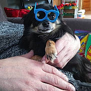 Sethi participe au concours pour gagner de l'argent avec cette photo : companion_dog, finger, glasses, old_world_monkey, primate, snout