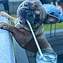 dog, french_bulldog, pet, animal, outdoor, glass, water, ice, straw, curious, playful, close_up, face, paw, table, drink, summer, leisure, daytime, canine