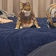 Krimeneel is registered to the contest to win money with this photo: cat, tabby_cat, pet, animal, sitting, bed, bedroom, bedspread, navy_blue, curtains, pillows, home, indoor, portrait, whiskers, ears, fur, white_chest, alert, funny_pose