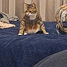 cat, tabby_cat, pet, animal, sitting, bed, bedroom, bedspread, navy_blue, curtains, pillows, home, indoor, portrait, whiskers, ears, fur, white_chest, alert, funny_pose