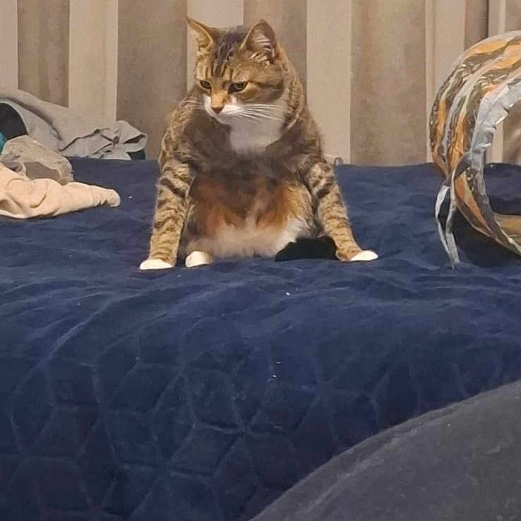 Krimeneel is registered to the contest to win money with this photo: cat, tabby_cat, pet, animal, sitting, bed, bedroom, bedspread, navy_blue, curtains, pillows, home, indoor, portrait, whiskers, ears, fur, white_chest, alert, funny_pose