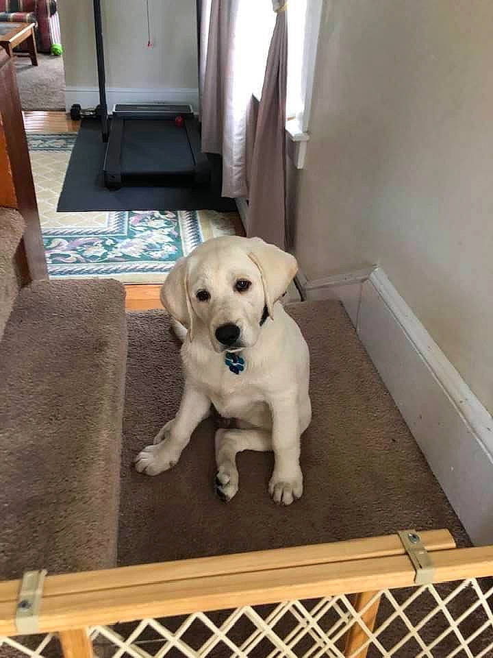 Mario joined the competition — help win amazing prizes! canidae, carnivore, chair, companion_dog, dog, dog_breed, dog_supply, fawn, floor, flooring, gun_dog, hardwood, pet_supply, retriever, room, snout, sporting_group, tail, wood, working_animal