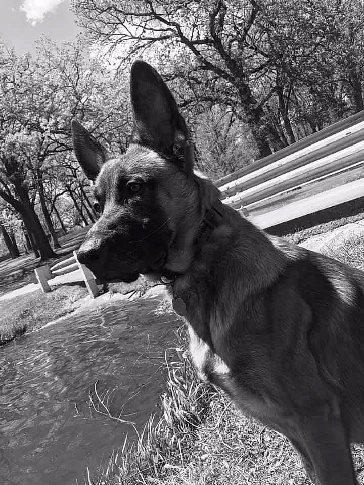 Mojo is registered to the contest to win money with this photo: black_and_white, canidae, carnivore, companion_dog, dog, dog_breed, fawn, grass, guard_dog, herding_dog, monochrome, monochrome_photography, mudi, plant, sky, snout, sporting_group, tree, whiskers, working_dog