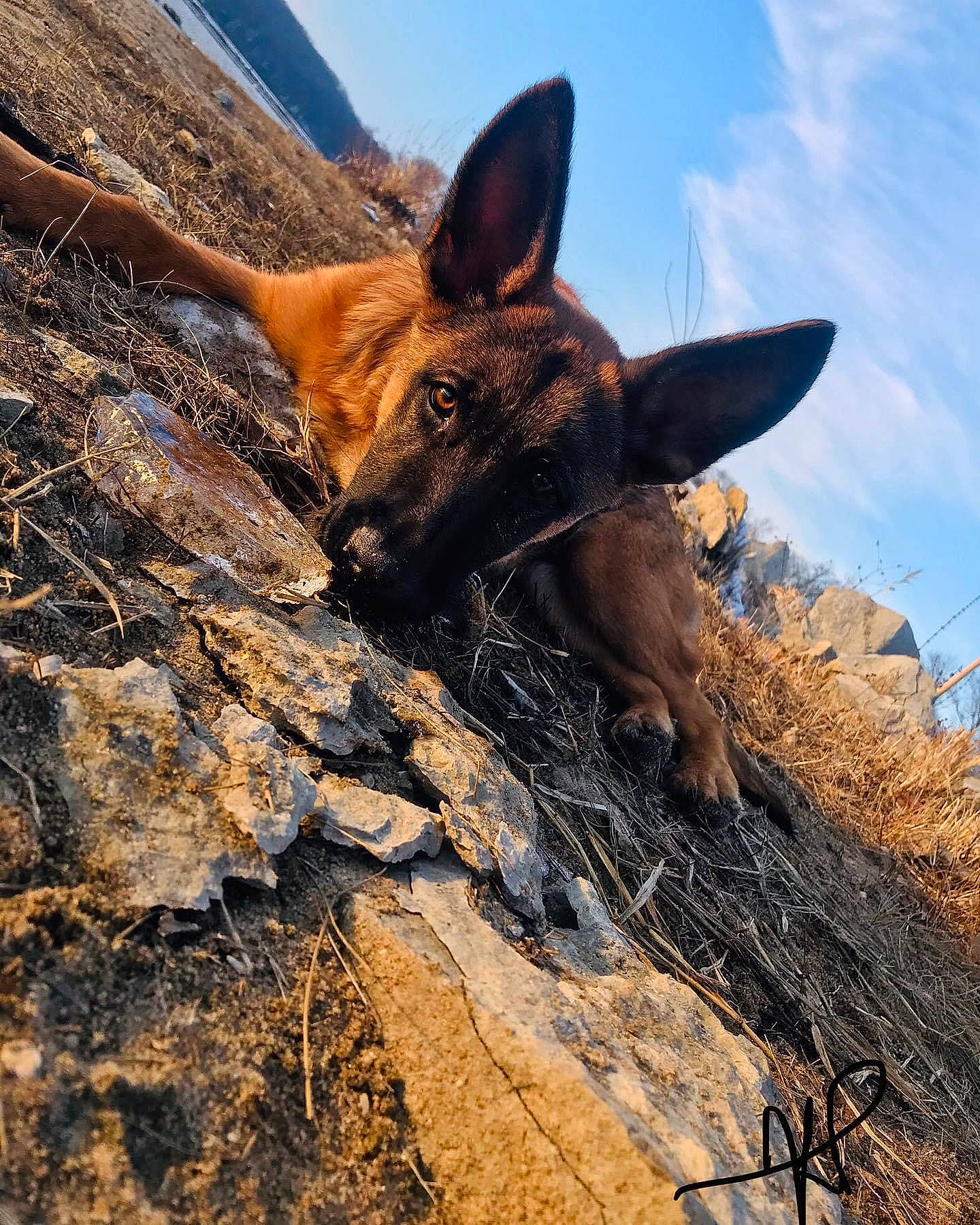 Mojo joined the competition — help win amazing prizes! adventure, bedrock, canidae, cloud, dog_breed, fawn, goats, landscape, livestock, mountain, outcrop, pack_animal, plant, rock, sky, snout, terrestrial_animal, wildlife, wood, working_animal