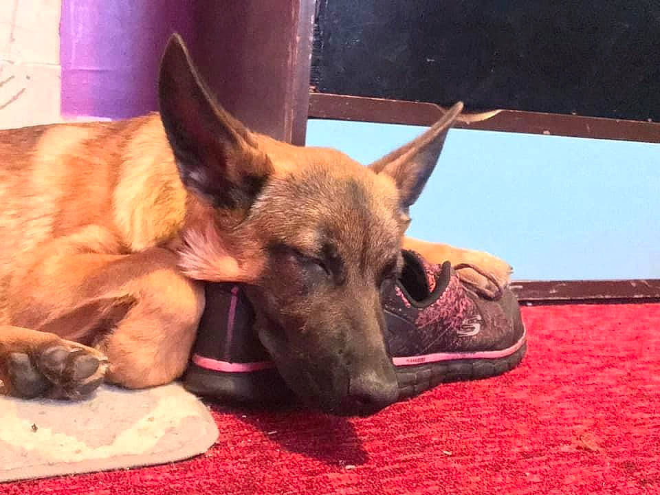 Mojo is registered to the contest to win money with this photo: canidae, carnivore, companion_dog, dog, dog_breed, east_european_shepherd, fawn, flooring, german_shepherd_dog, guard_dog, herding_dog, liver, old_german_shepherd_dog, snout, sporting_group, working_animal, working_dog