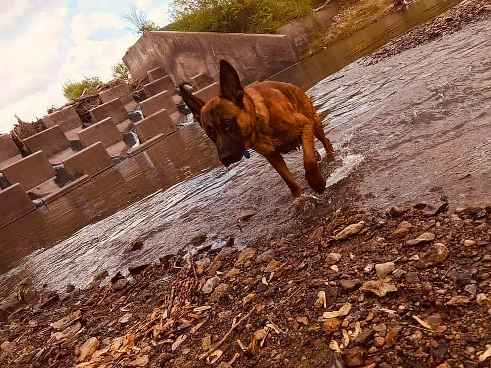 Mojo joined the competition — help win amazing prizes! building, carnivore, cloud, dog, dog_breed, fawn, grass, landscape, liver, rock, sky, soil, sporting_group, tail, terrestrial_animal, tree, water, wildlife, wood, working_animal