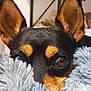dog, close_up, ears, eyes, blanket, fur, pet, animal, cute, soft, indoors, resting, cozy, black, brown, small_dog, face, nose, whiskers, curious