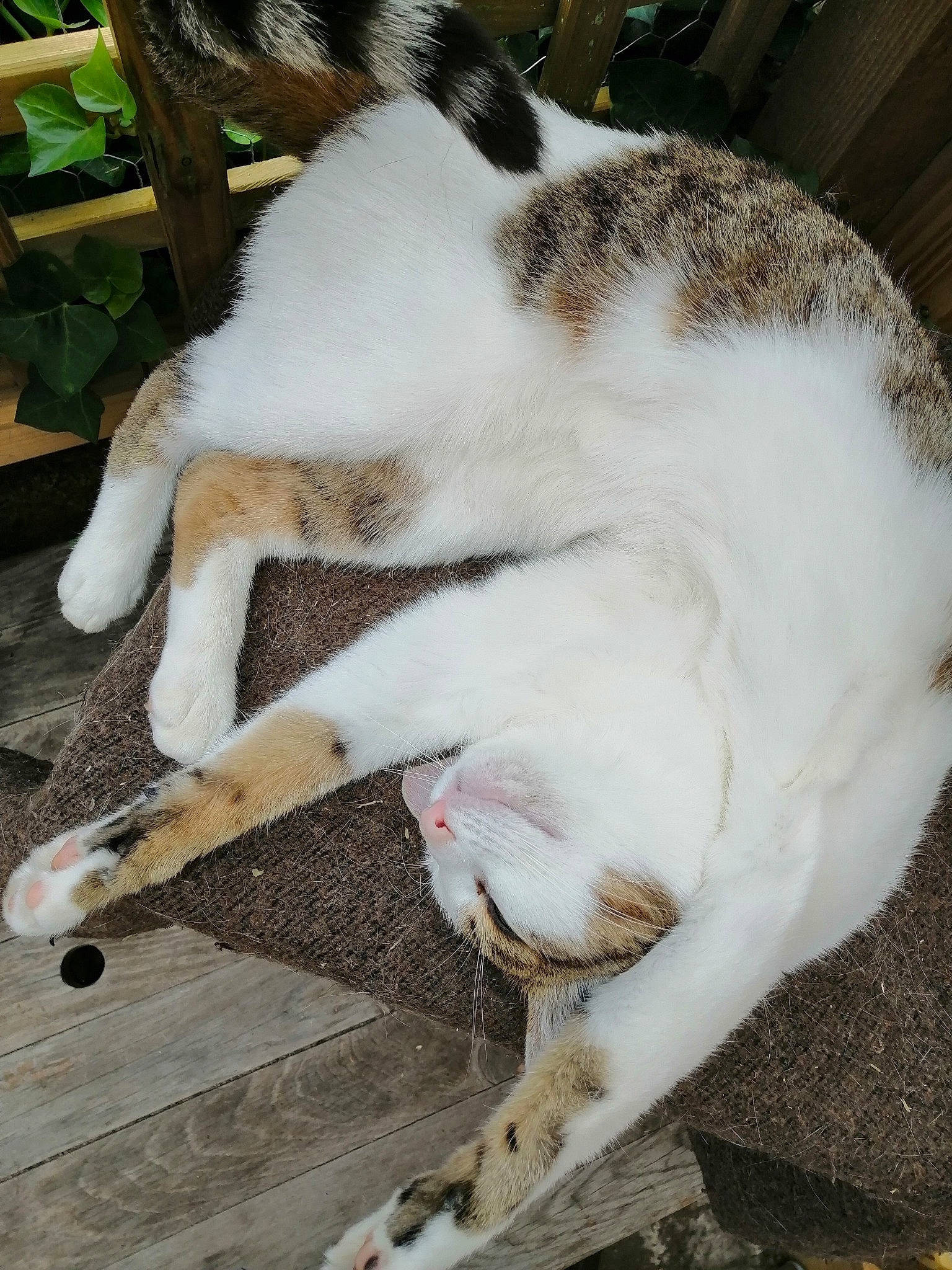 Joéboum a rejoint le concours — aidez-le/la à gagner de superbes lots ! animal_shelter, canidae, carnivore, cat, cat_supply, claw, collar, domestic_short_haired_cat, fang, fawn, felidae, fur, paw, pet_supply, plant, small_to_medium_sized_cats, snout, tail, terrestrial_animal, whiskers