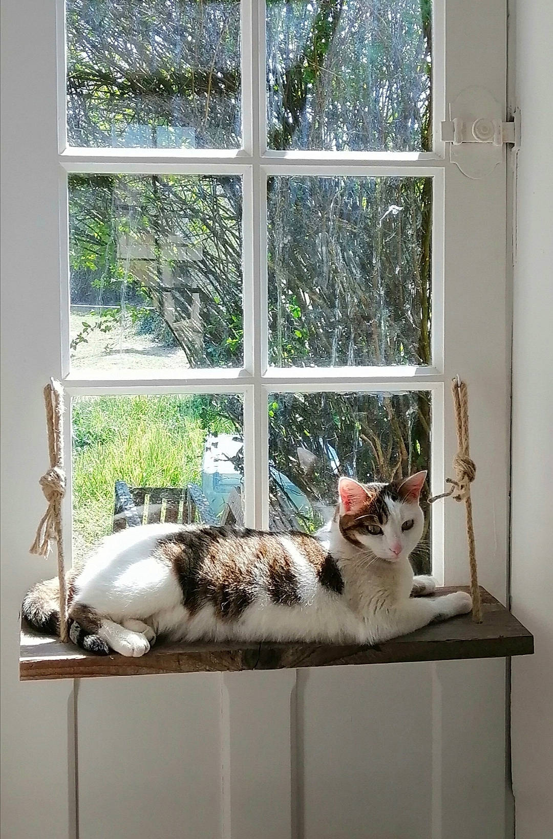 Joéboum participe au concours pour gagner de l'argent avec cette photo : carnivore, cat, comfort, domestic_short_haired_cat, felidae, fixture, fur, glass, house, interior_design, sash_window, shade, small_to_medium_sized_cats, tail, tree, whiskers, window, window_covering, window_treatment, wood