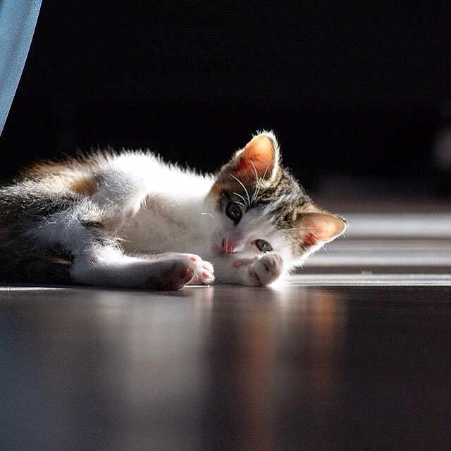M Jackson participe au concours pour gagner de l'argent avec cette photo : animal, cat, cute, domestic, ears, feline, floor, fur, indoor, kitten, lying_down, paw, pet, relaxing, resting, shiny_surface, soft_light, sunlight, whiskers, young