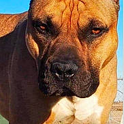 Barron joined the competition — help win amazing prizes! animal, blue_sky, brown_fur, canine, close_up, cropped_ears, daytime, dog, fence, furrowed_brow, intense_gaze, large_dog, muscular, nature, outdoor, pet, portrait, serious, standing, sunlight