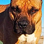 animal, blue_sky, brown_fur, canine, close_up, cropped_ears, daytime, dog, fence, furrowed_brow, intense_gaze, large_dog, muscular, nature, outdoor, pet, portrait, serious, standing, sunlight