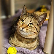 Peaches joined the competition — help win amazing prizes! cat, tabby, pet, animal, feline, yellow_toy, towel, indoor, close_up, curious, cute, whiskers, ears, fur, relaxed, domestic, mammal, playful, soft, resting