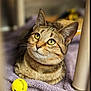 cat, tabby, pet, animal, feline, yellow_toy, towel, indoor, close_up, curious, cute, whiskers, ears, fur, relaxed, domestic, mammal, playful, soft, resting