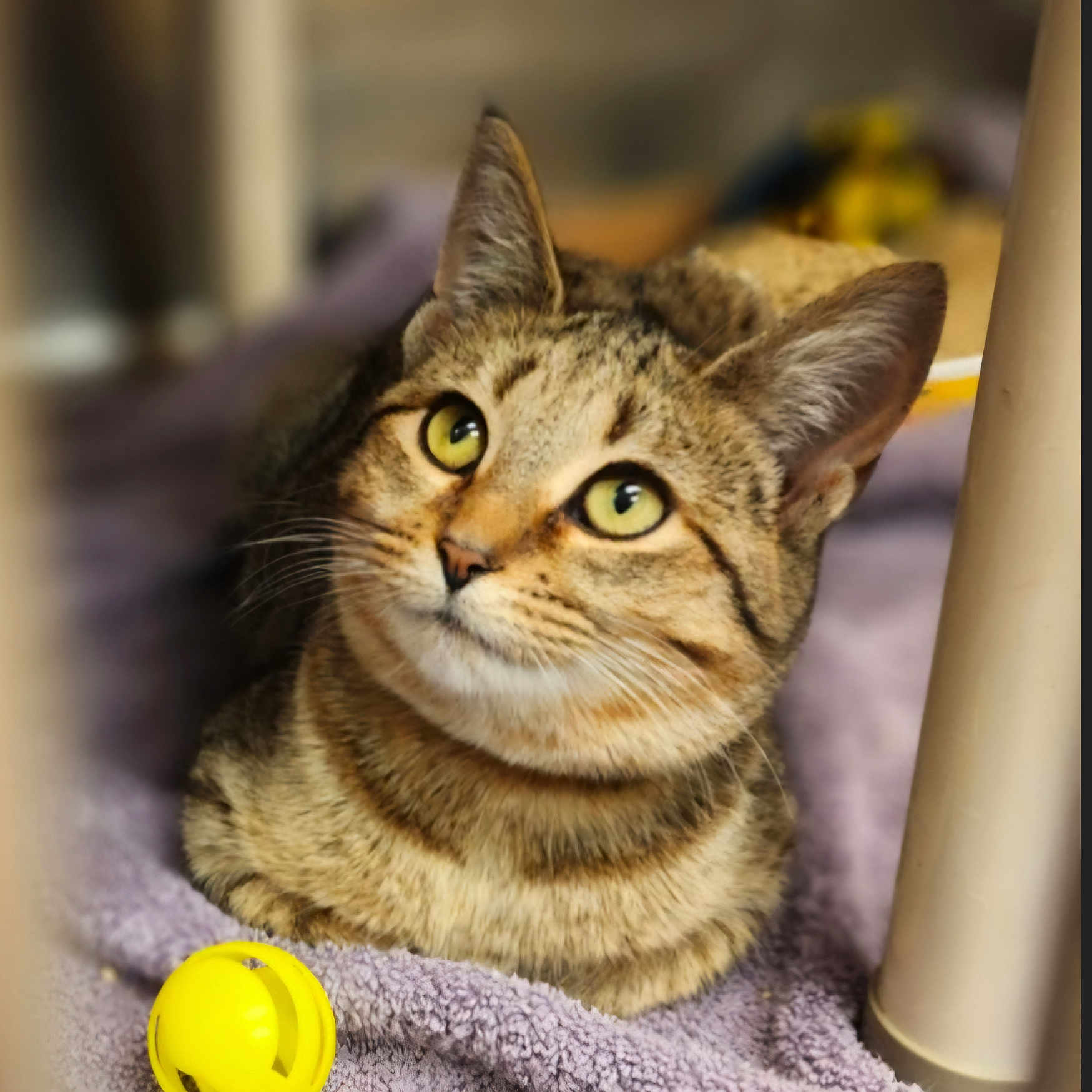 Peaches joined the competition — help win amazing prizes! animal, cat, close_up, curious, cute, domestic, ears, feline, fur, indoor, mammal, pet, playful, relaxed, resting, soft, tabby, towel, whiskers, yellow_toy