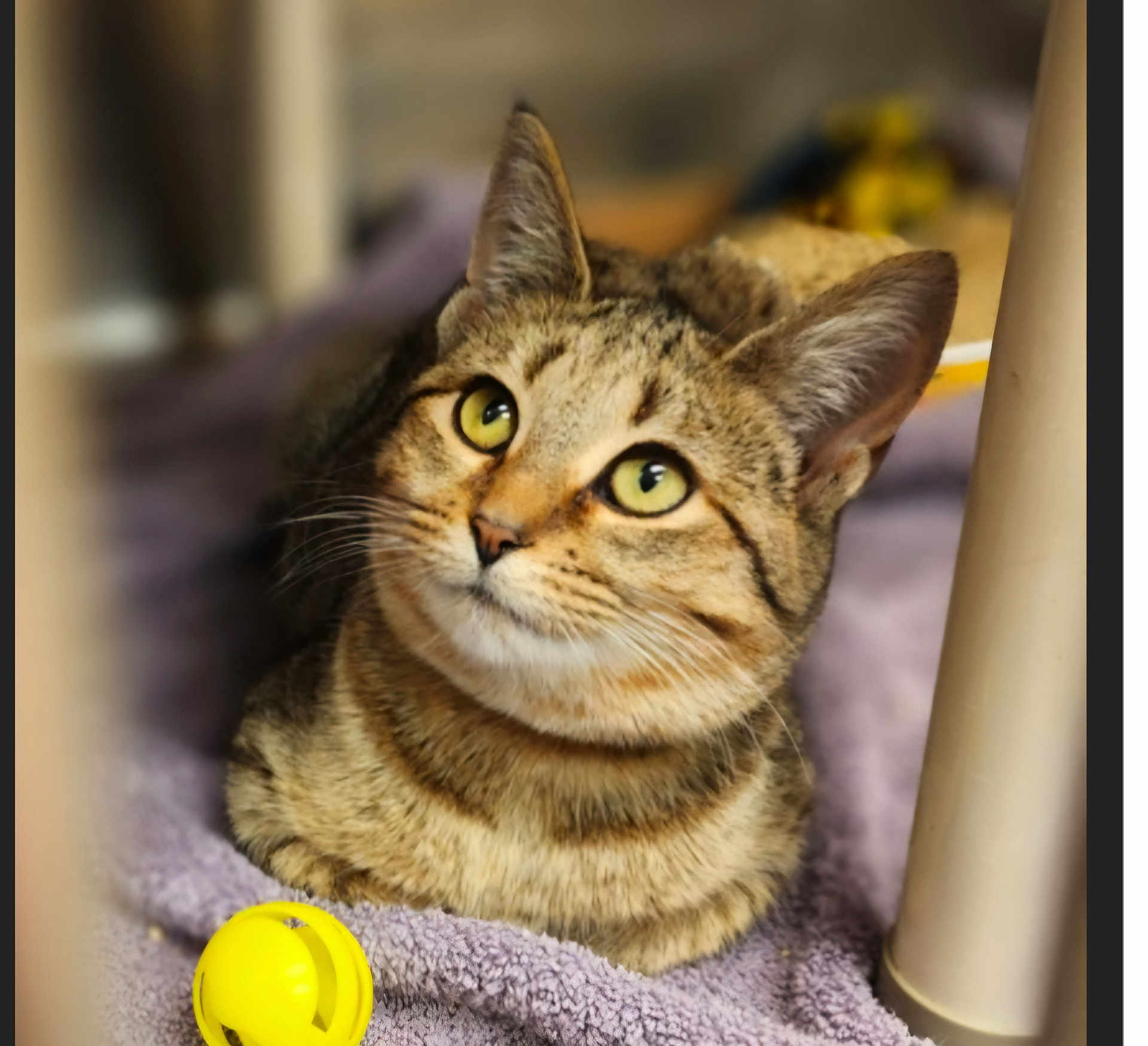 Peaches joined the competition — help win amazing prizes! cat, tabby, pet, animal, feline, yellow_toy, towel, indoor, close_up, curious, cute, whiskers, ears, fur, relaxed, domestic, mammal, playful, soft, resting
