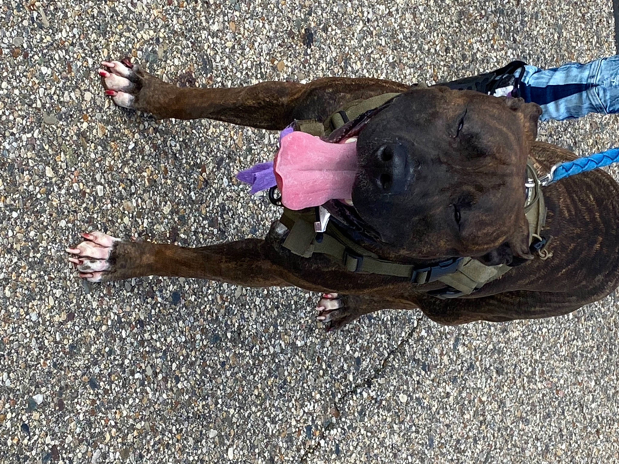 Hennessy joined the competition — help win amazing prizes! asphalt, concrete, dog_breed, dress, foot, fun, grass, human_leg, landscape, leash, people_in_nature, recreation, road_surface, shadow, soil, sporting_group, tar, working_animal