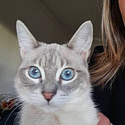 Nala participe au concours pour gagner de l'argent avec cette photo : cat, blue_eyes, pet, indoor, close_up, animal, feline, fur, whiskers, ears, person, hand, holding, portrait, domestic_cat, cute, looking_at_camera, household, mammal, companion