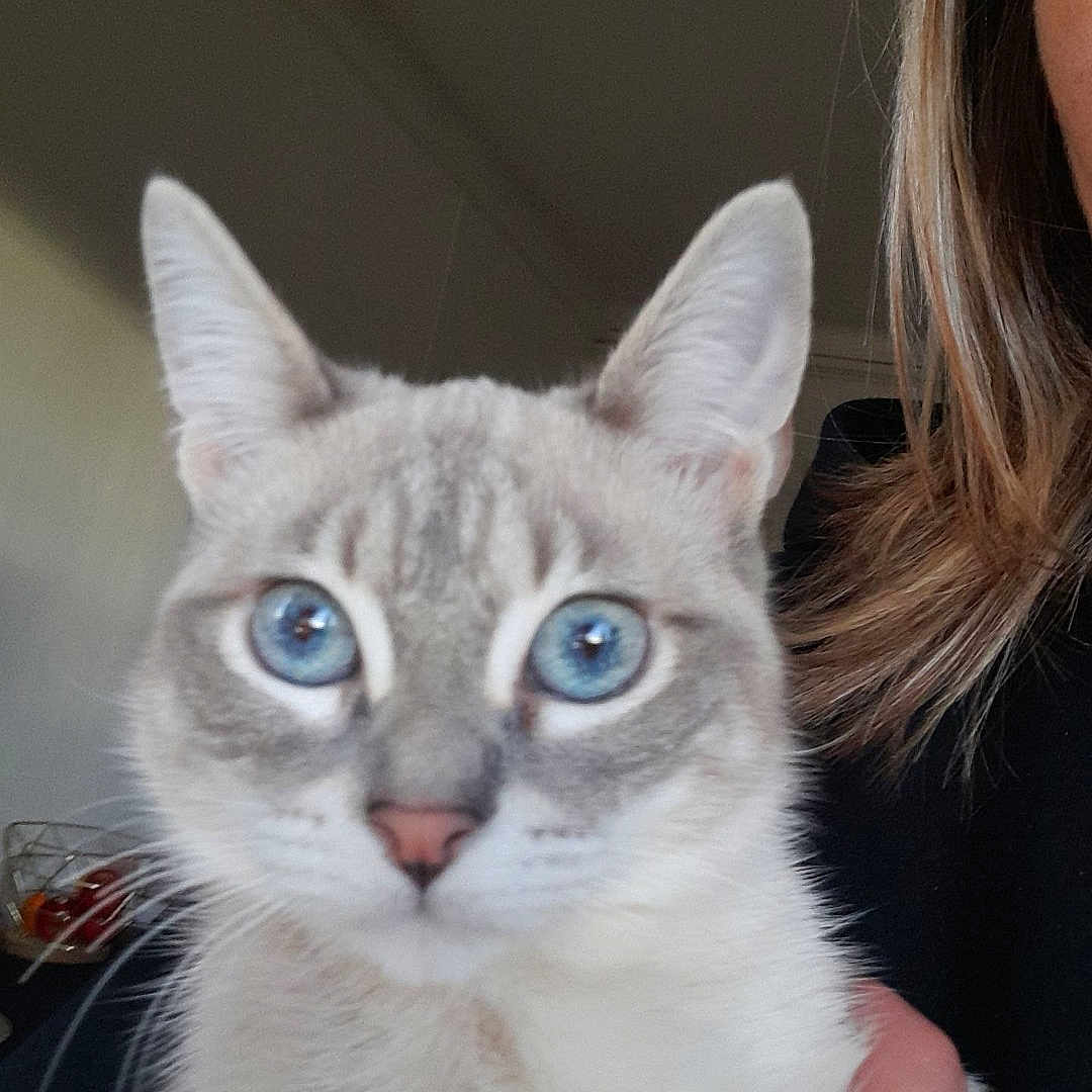 Nala participe au concours pour gagner de l'argent avec cette photo : animal, blue_eyes, cat, close_up, companion, cute, domestic_cat, ears, feline, fur, hand, holding, household, indoor, looking_at_camera, mammal, person, pet, portrait, whiskers