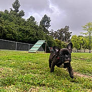 Lulu joined the competition — help win amazing prizes! dog, puppy, french_bulldog, grass, park, cloudy_sky, trees, fence, agility_ramp, outdoor, pet, walking, close_up, portrait, young, collar, ears, cute, playful, front_view