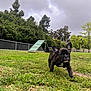 dog, puppy, french_bulldog, grass, park, cloudy_sky, trees, fence, agility_ramp, outdoor, pet, walking, close_up, portrait, young, collar, ears, cute, playful, front_view