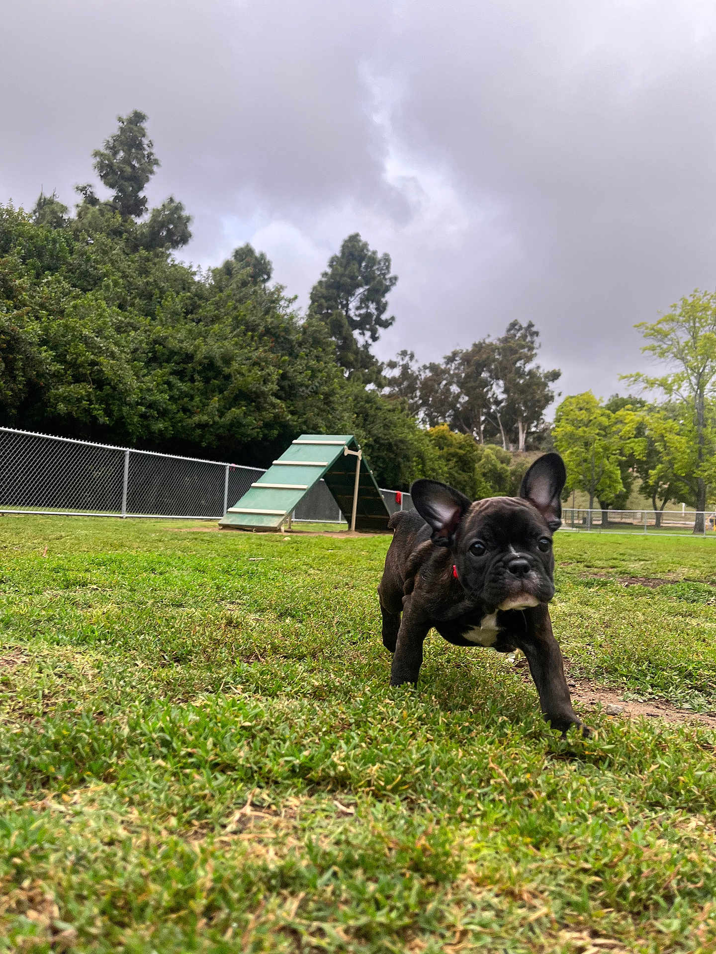 Lulu joined the competition — help win amazing prizes! dog, puppy, french_bulldog, grass, park, cloudy_sky, trees, fence, agility_ramp, outdoor, pet, walking, close_up, portrait, young, collar, ears, cute, playful, front_view