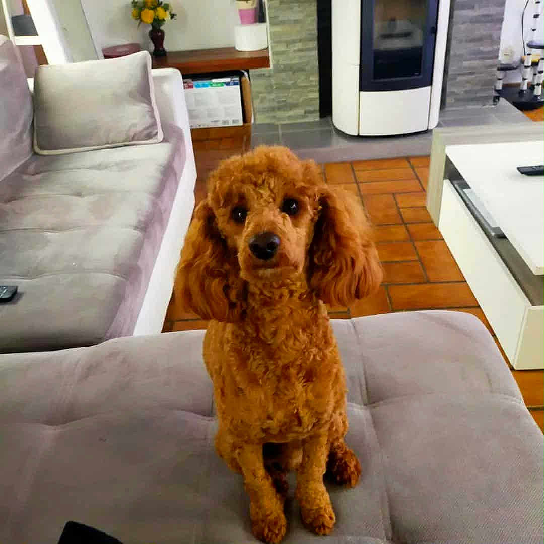 Roucky a rejoint le concours — aidez-le/la à gagner de superbes lots ! animal, brown_dog, canine, companion, couch, curly_fur, cute, dog, domestic, floor, furniture, home, indoor, living_room, pet, poodle, portrait, sitting, sofa, tile_floor