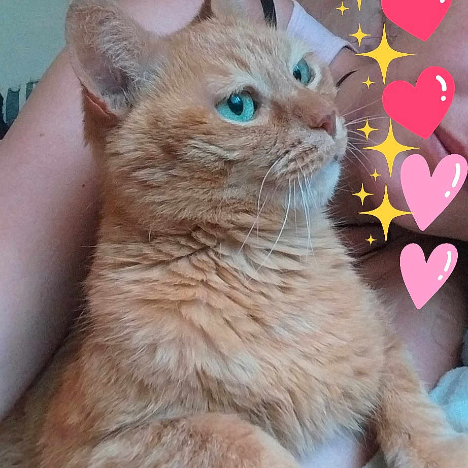 Tigrou participe au concours pour gagner de l'argent avec cette photo : abyssinian, angora, animal, cat, egyptiancat, envelope, face, greetingcard, head, heart, kitten, mail, manx, person, pet, photography, portrait, sleeping, symbol, text