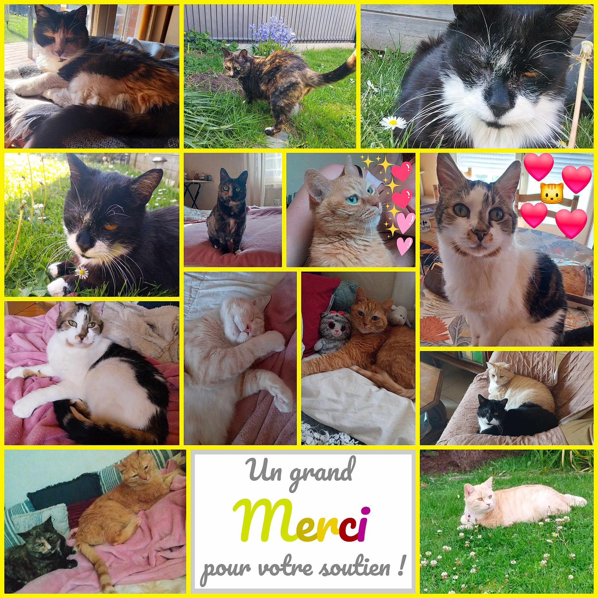 Bella a rejoint le concours — aidez-le/la à gagner de superbes lots ! abyssinian, animal, art, backyard, blackcat, canine, cat, collage, cushion, dog, grass, homedecor, kitten, lawn, manx, nature, outdoors, pet, plant, yard