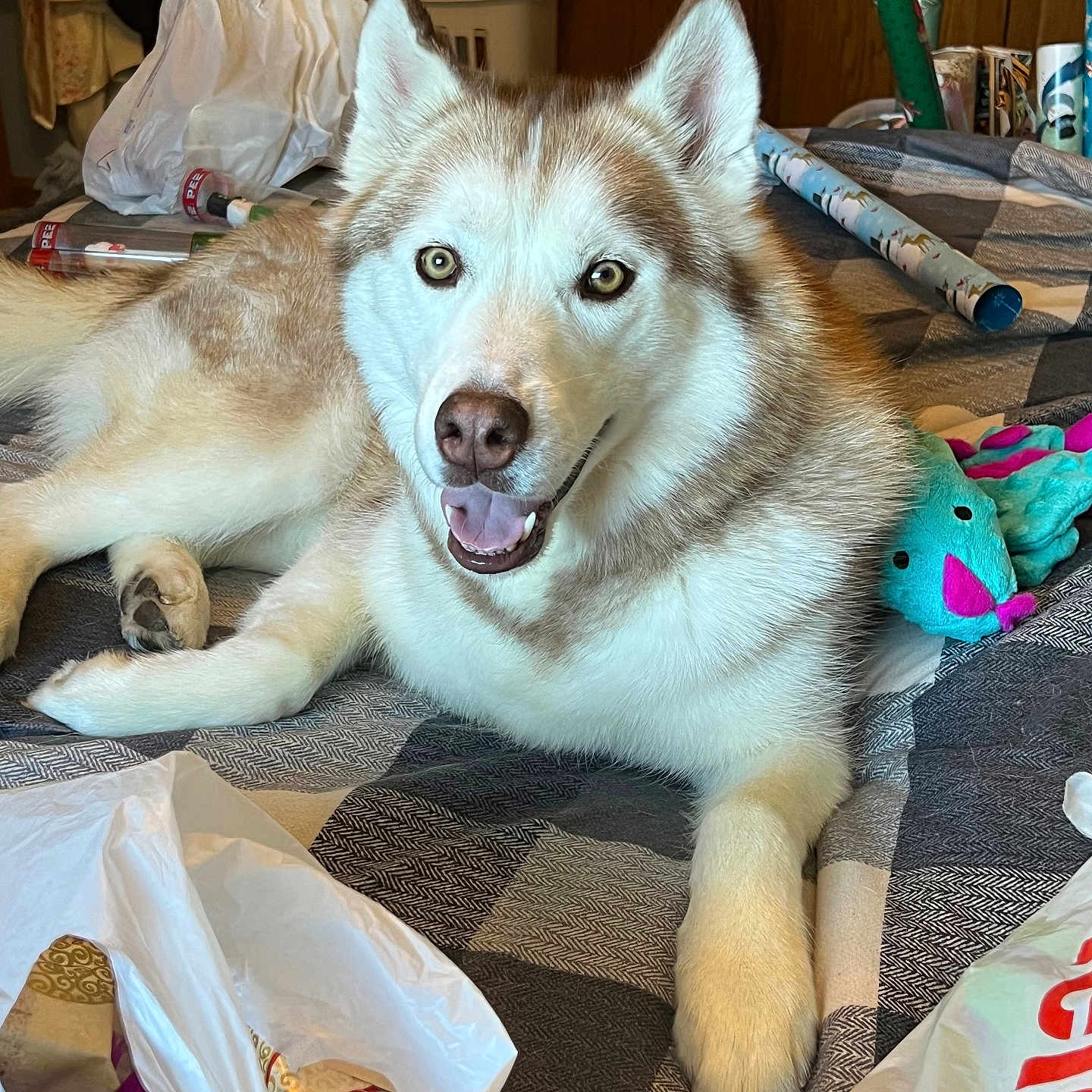 Apollo is registered to the contest to win money with this photo: animal, bed, blanket, dog, ears, floor, fur, gift_bag, husky, indoor, mouth, nose, paw, pet, plastic_bag, smiling, tongue, toy, wooden_door, wrapping_paper