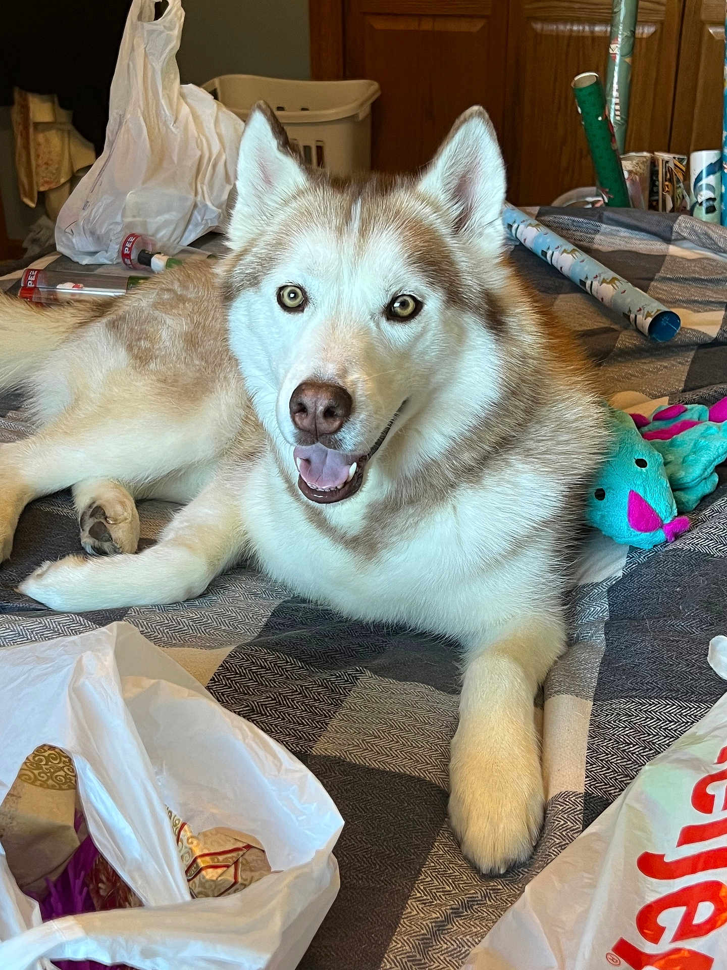 Apollo is registered to the contest to win money with this photo: animal, bed, blanket, dog, ears, floor, fur, gift_bag, husky, indoor, mouth, nose, paw, pet, plastic_bag, smiling, tongue, toy, wooden_door, wrapping_paper